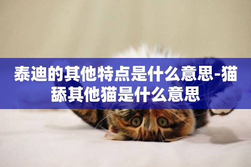 泰迪的其他特点是什么意思-猫舔其他猫是什么意思